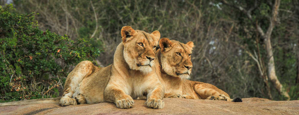 Deux lions sur un rocher dans une réserve naturelle d'Afrique du Sud
