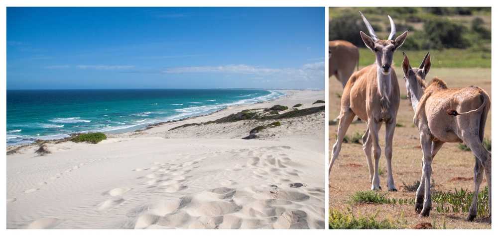 dune-mer-et-antilopes-reserve-de-hoop