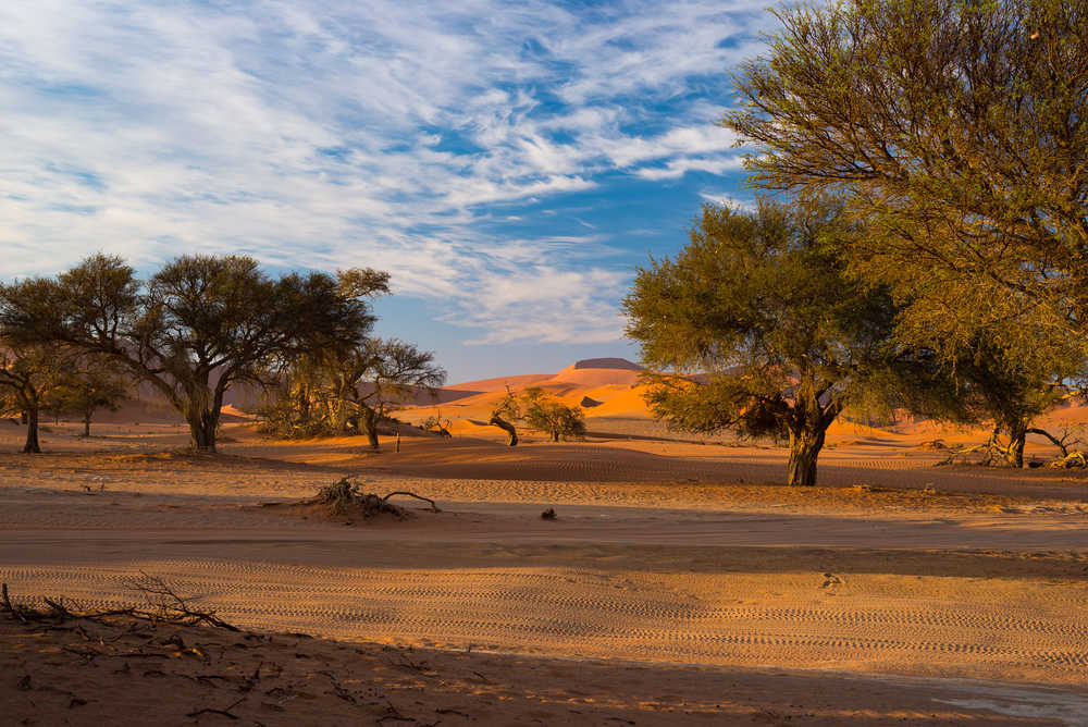 Dunes de sable dans le désert du Namib, parc national du Namib Naukluft, Namibie