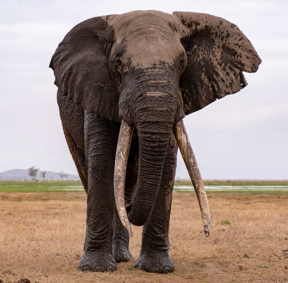 Elephant à Amboseli lors d'un safari au Kenya