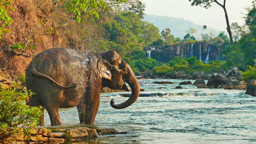 Eléphant dans la rivière, Bolaven Plateau, Laos