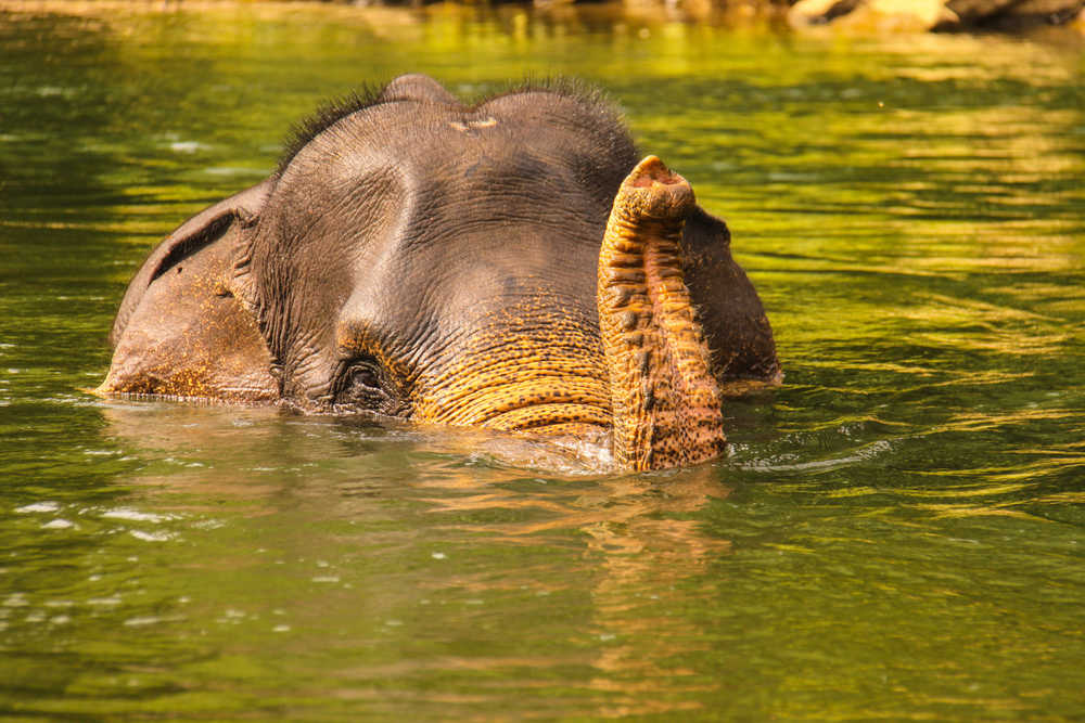 Eléphant dans la rivière, Sumatra, Indonésie