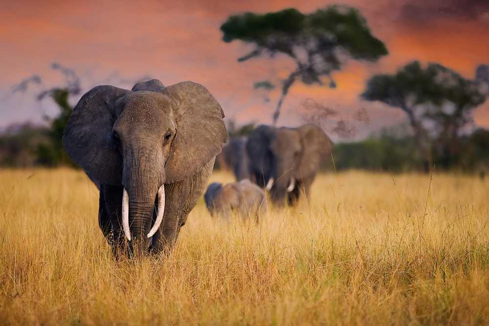 Eléphants dans la zone de conservation du Ngorongoro en Tanzanie
