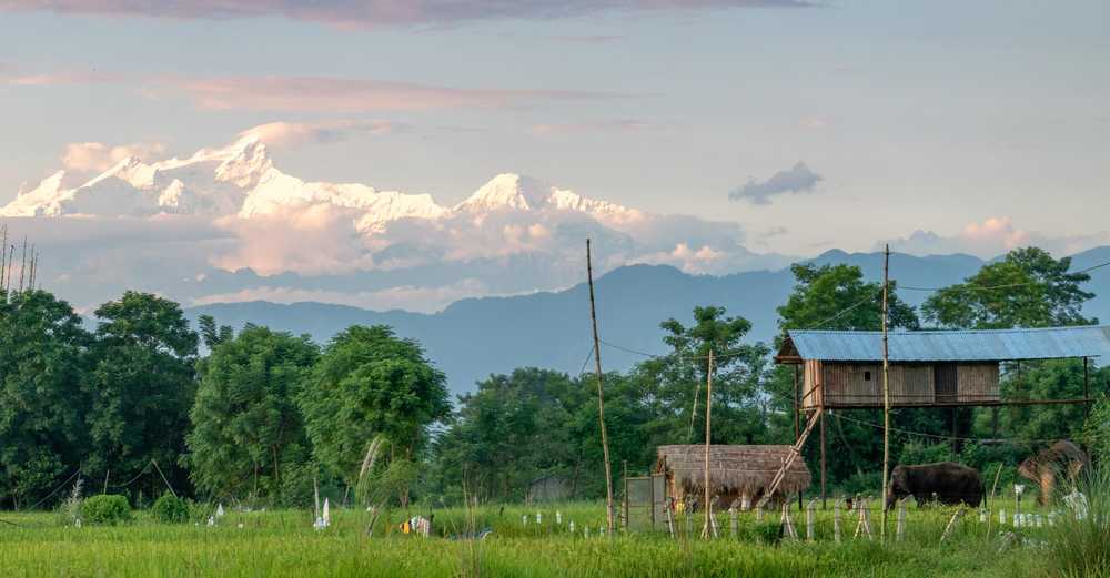 Eléphants dans le parc national du Chitwan, au Népal