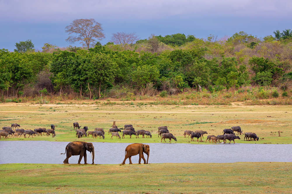Elephants et buffalo dans le parc national de Uda Walawe au Sri Lanka