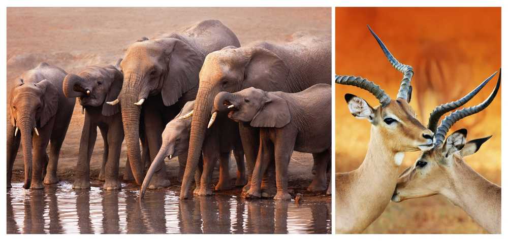 elephants-et-gazelles-en-namibie-safari