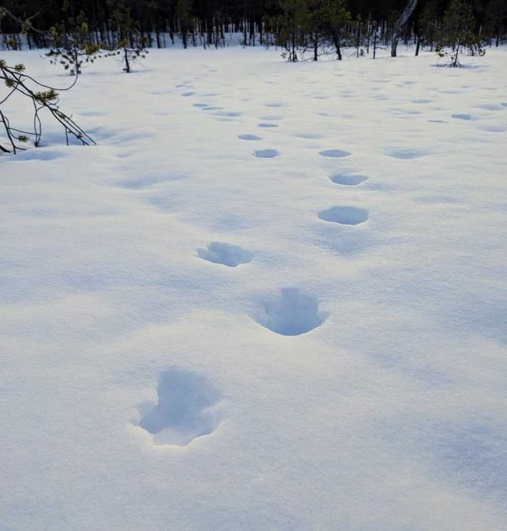 empreintes_animaux_neige