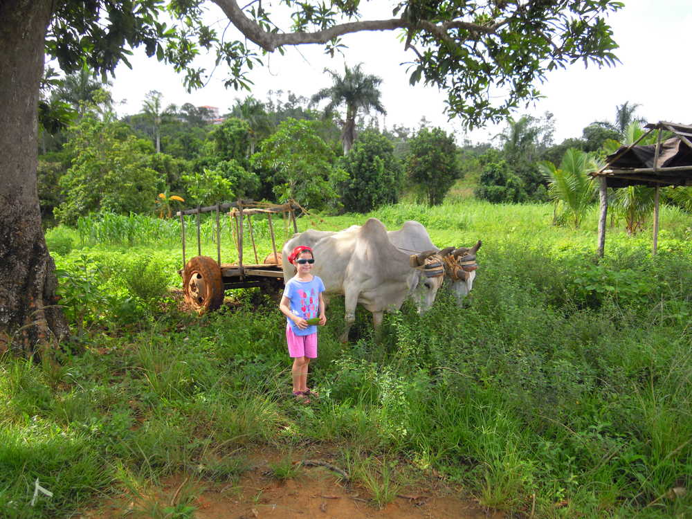 Enfant devant un char à bœufs à Vinales