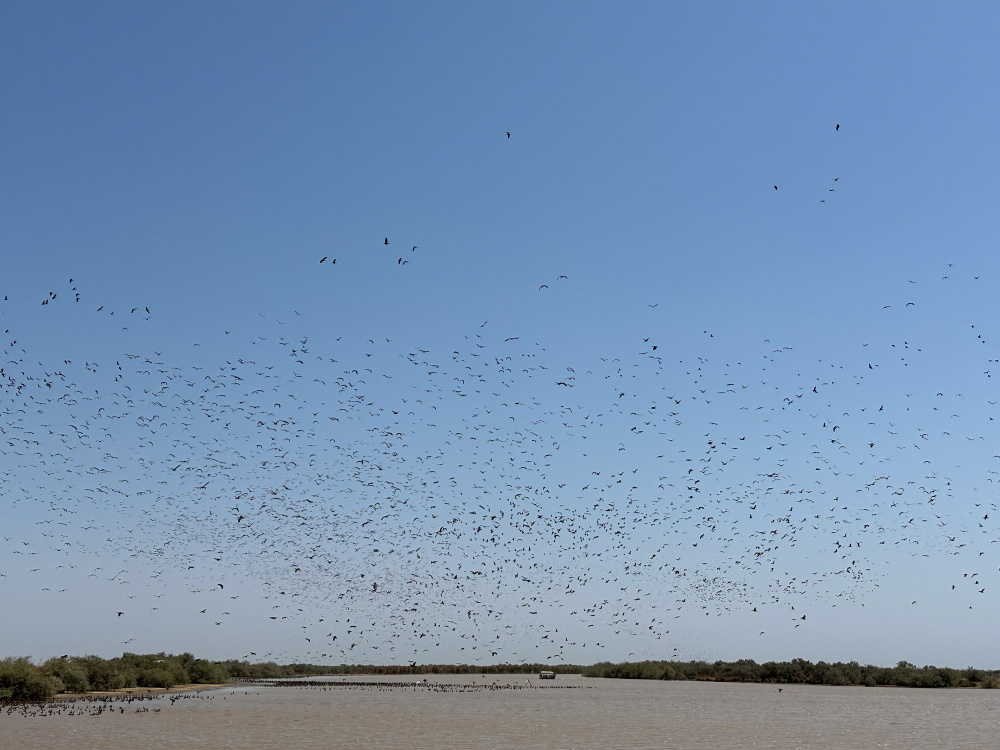 Envolé de canards siffleurs dans le parc du Djoudj au Sénégal