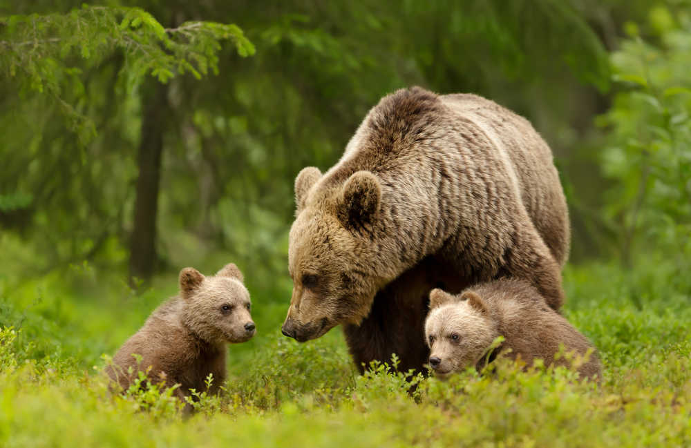 Famille d'ours dans une forêt en Finlande
