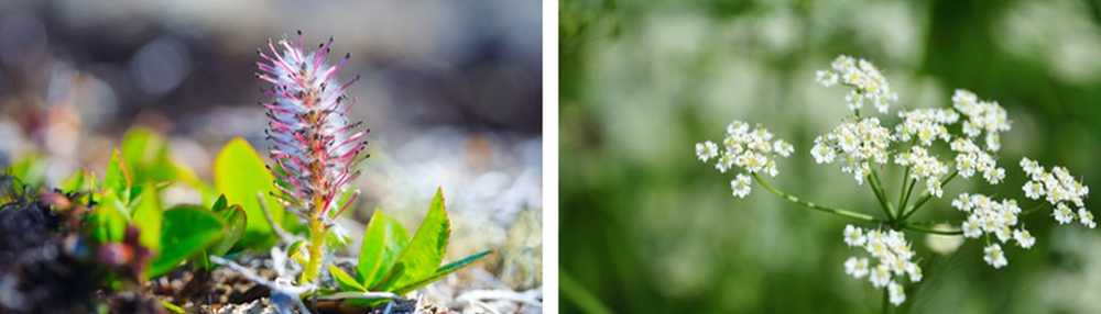 Faune et Flore de Norvège