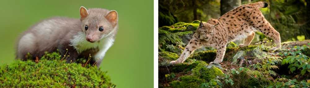 Faune et Flore de Norvège