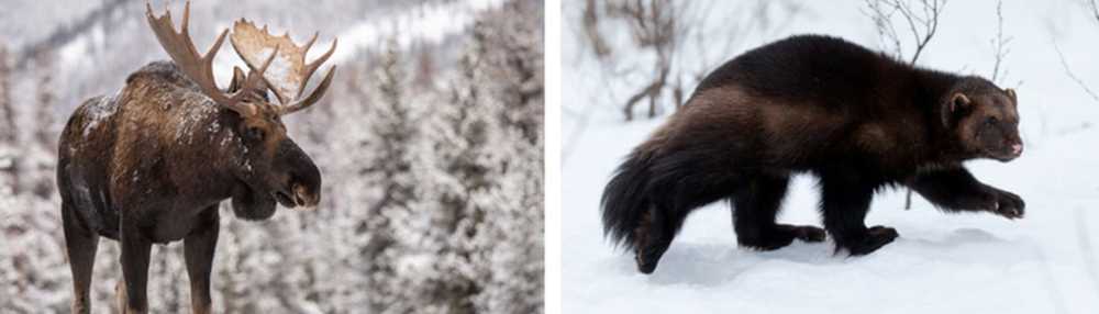 Faune et Flore de Norvège