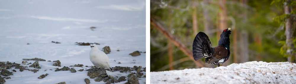 Faune et Flore de Norvège