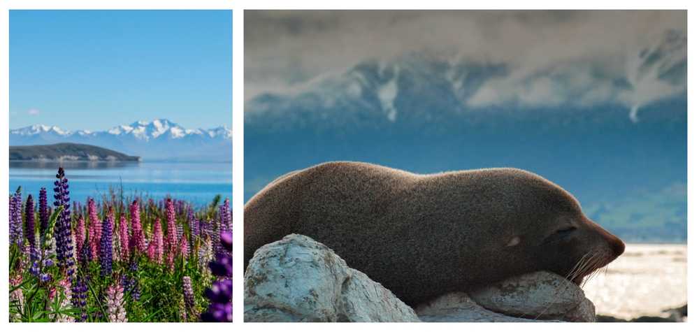 faune-locale-et-lac-tekapo