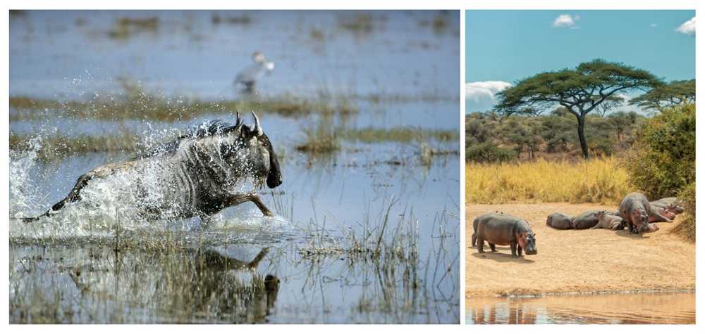 faune-sauvage-en-safari-en-tanzanie