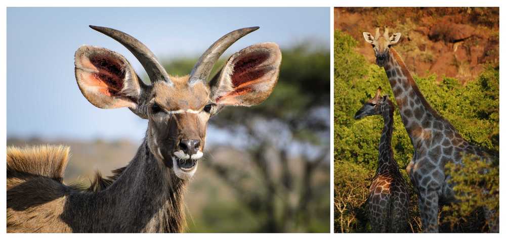 faune-sauvage-safari-en-afrique-du-sud