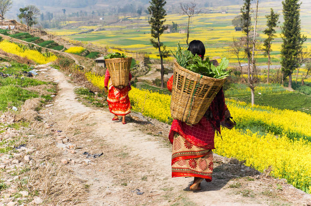 Femme népalaise transportant des paniers dans un champs au Népal