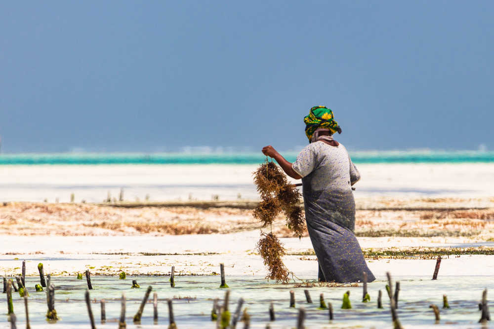 Femme travaillant dans les plantations d'algues au village de Paje en Tanzanie