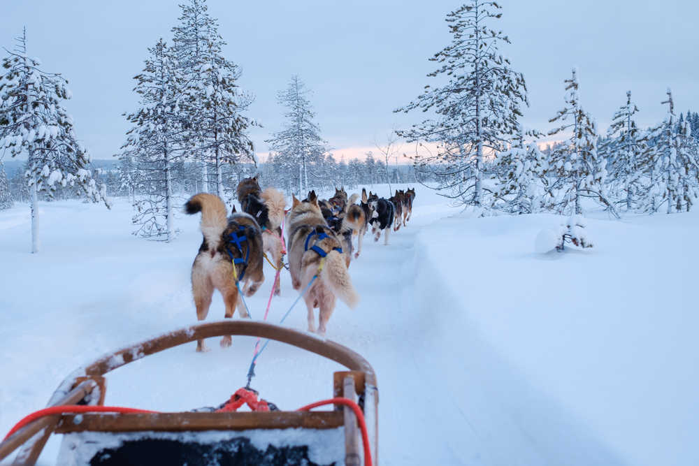 Finlande chiens de traîneau