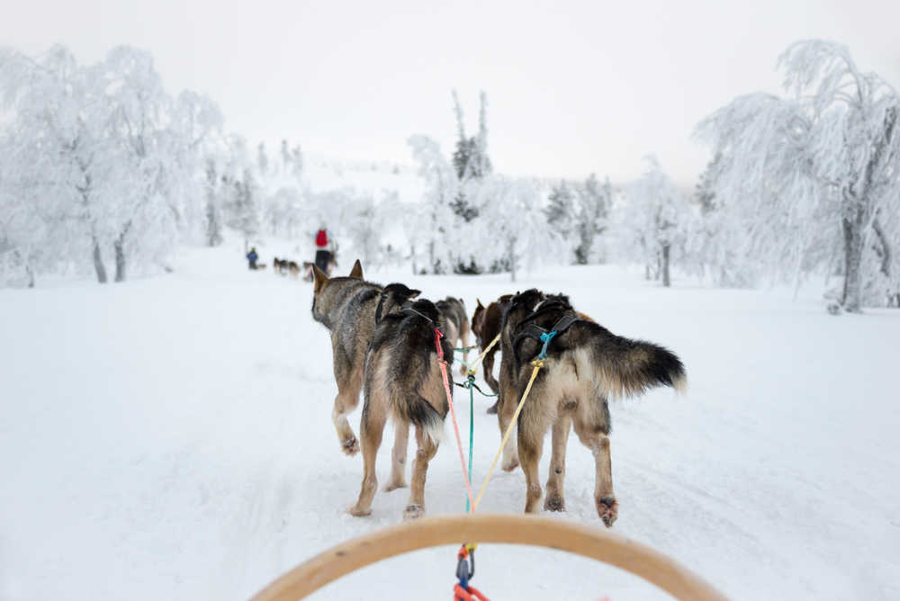 Finlande chiens de traîneau