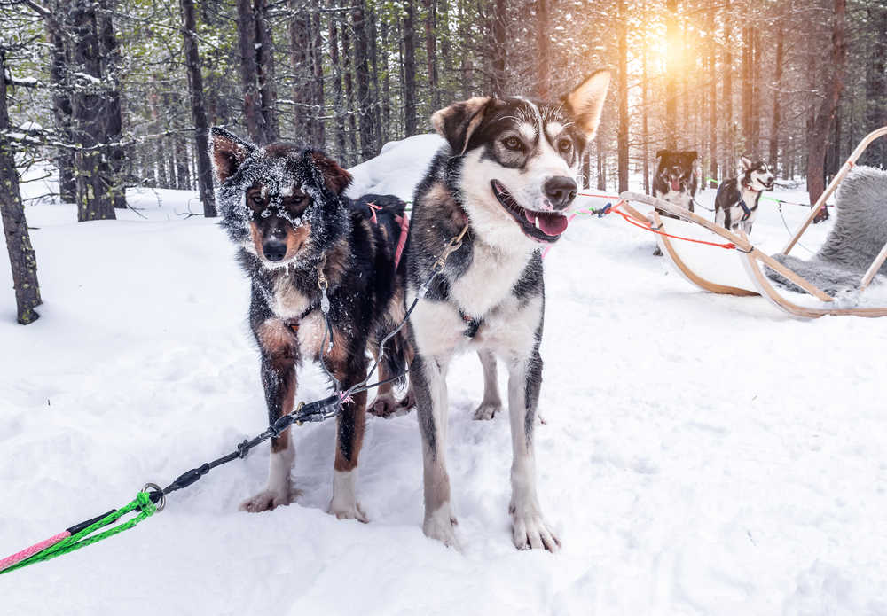 Finlande Rovaniemi chiens de traineau