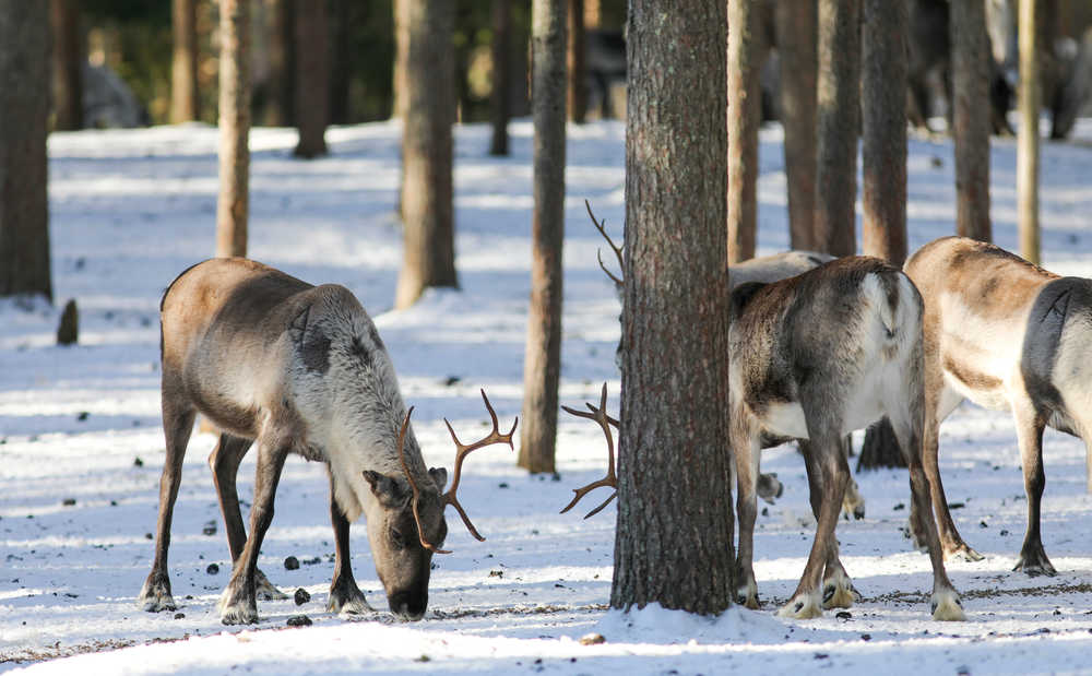 Finlande Rovaniemi rennes hiver