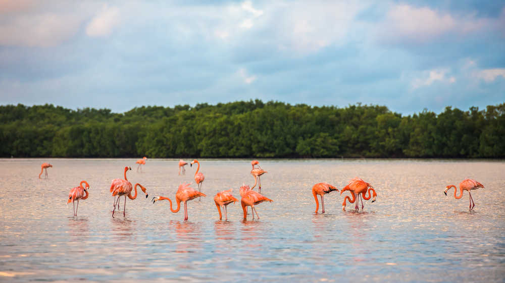 Flamants roses à Rio Lagartos au Mexique