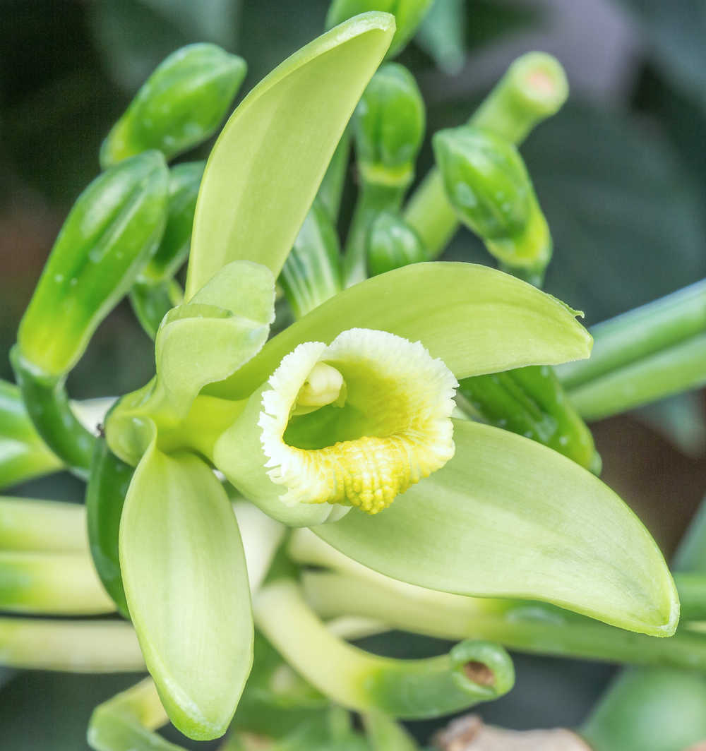 Fleur de vanille bourbon de l'île de la Réunion