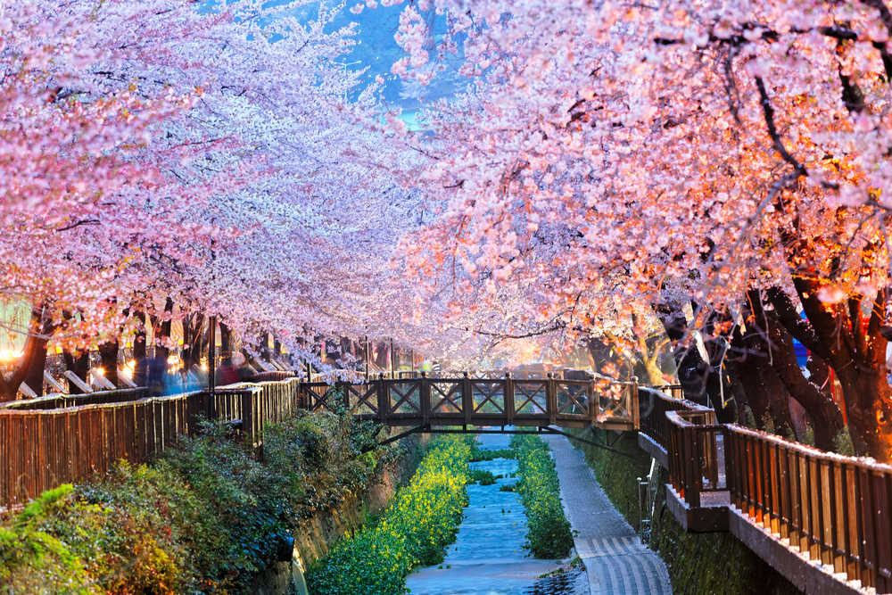 fleurs de cerisier, ville de Busan en Corée du Sud