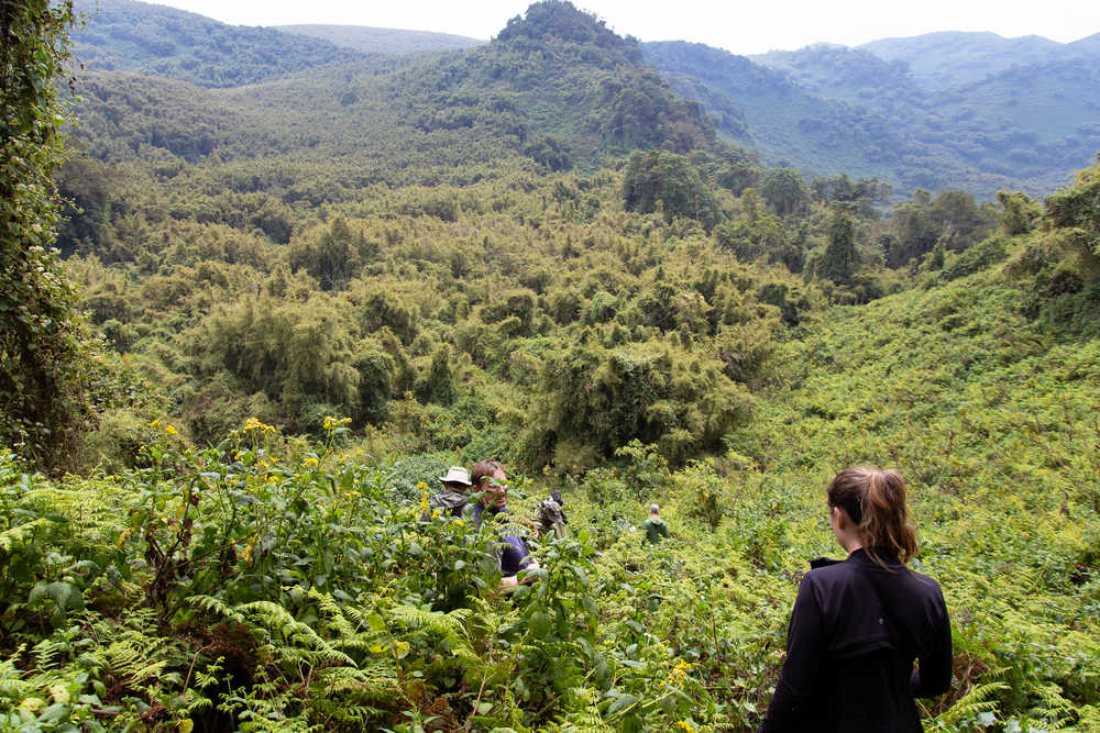 Forêt au Rwanda recherche des gorilles