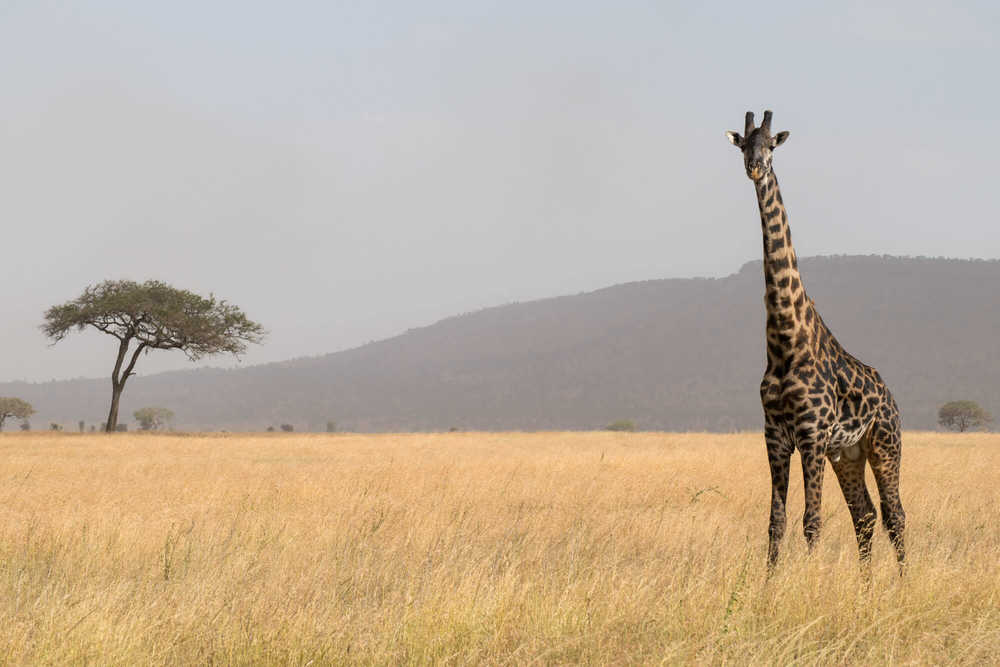 Girafe dans les plaines du Serengeti