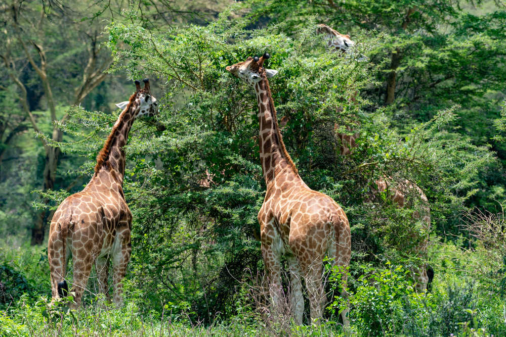 Girafes de Rotchild à Nakuru au Kenya