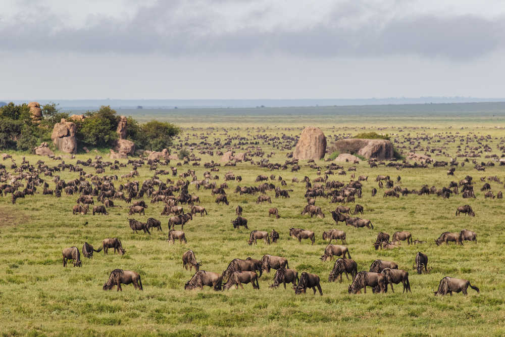 Gnous dans le Parc national de Serengeti lors de la Grande Migration en Tanzanie