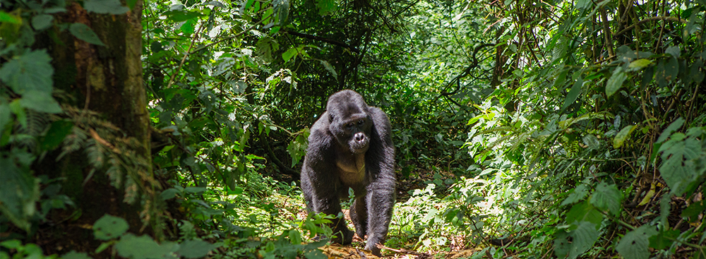 Gorille dans la forêt en Ouganda