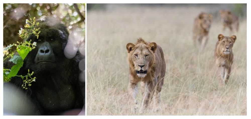 gorille-et-lion-safari-en-ouganda