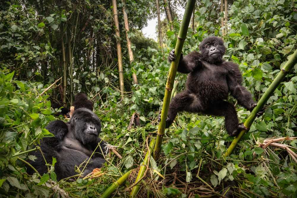 Gorilles au Rwanda Kenya