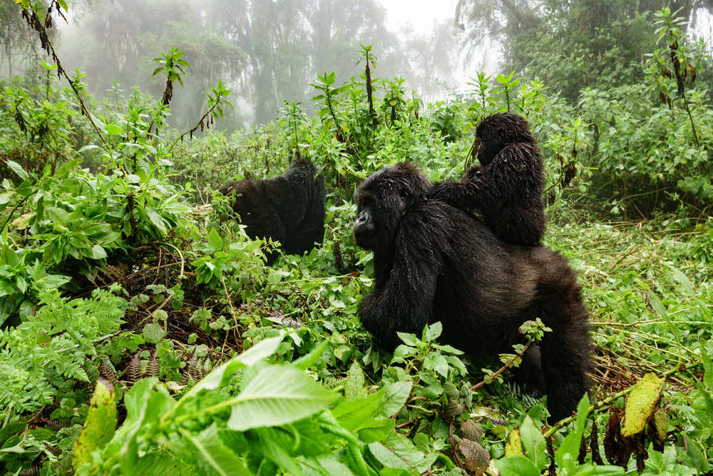 Gorilles dans la forêt au Rwanda Kenya