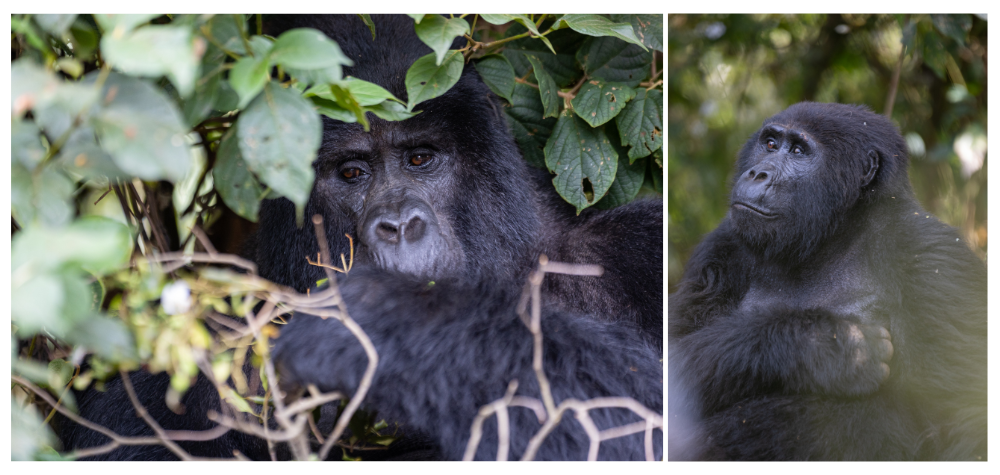 Gorilles dans la forêt de Bwindi en Ouganda