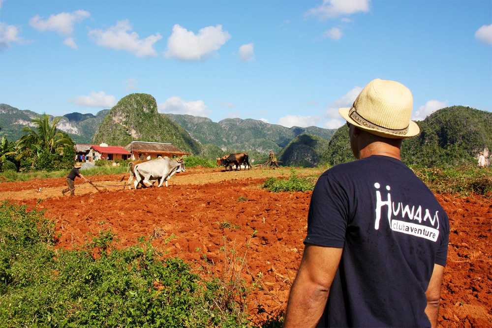 guide Huwans à Viñales, qui regarde un Cubain travailler avec des boeufs, Ville à Cuba