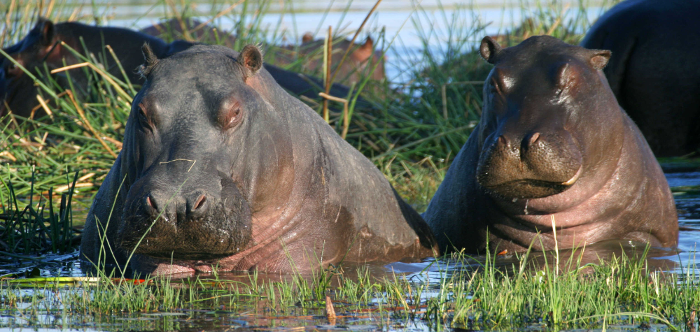 Hippopotame blog