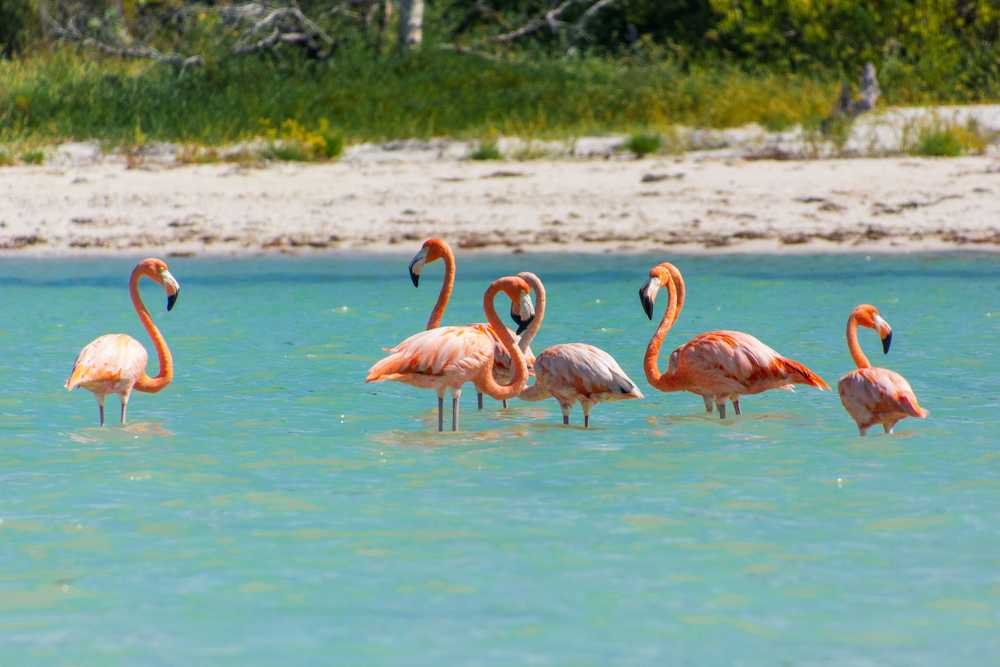 Holbox flamants rose