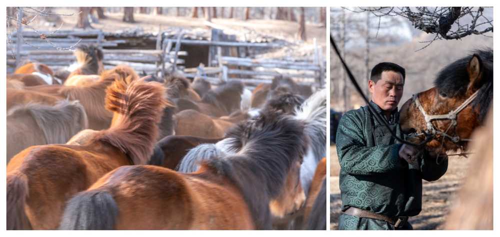 homme-nomade-et-ses-chevaux