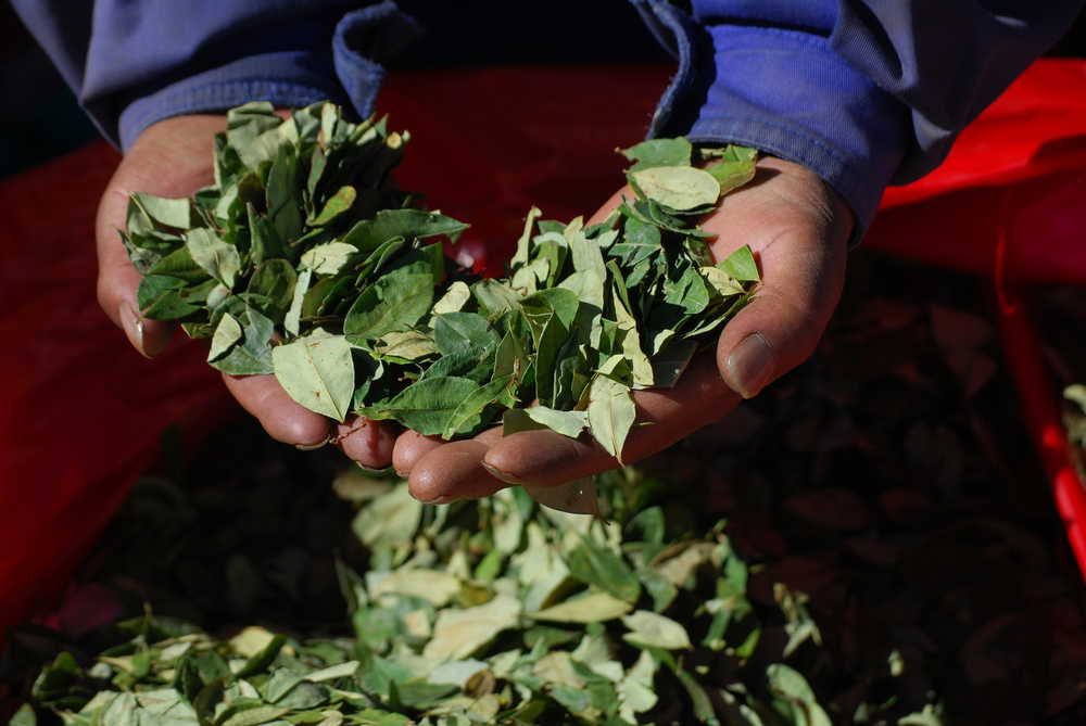homme-prend-des-feuilles-de-coca-dans-ses-mains