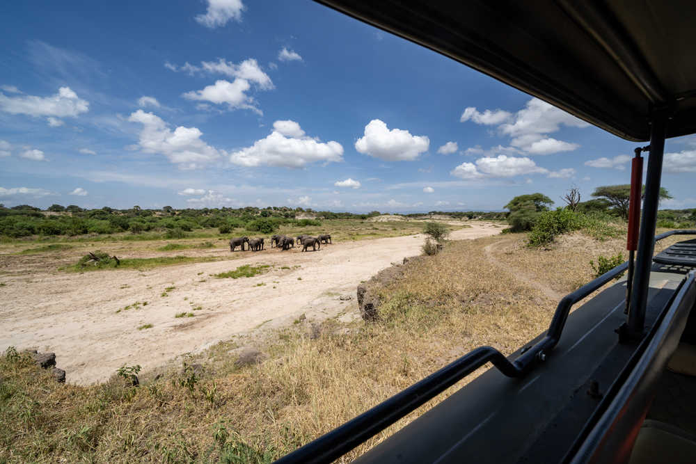 Horde d'éléphants dans le parc de Tarangire en Tanzanie lors d'un safari