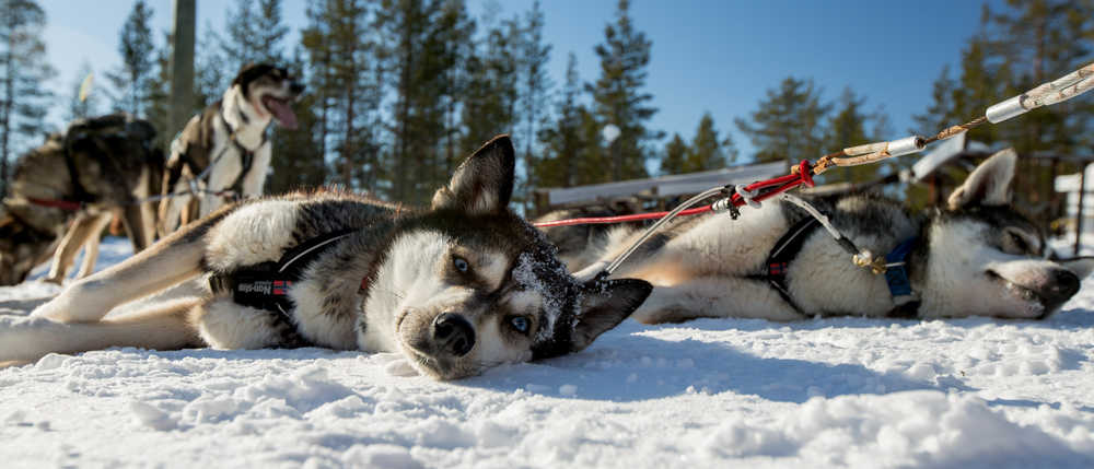 huskies-chiens-de-traineaux-adobe-stock-nbrown0200