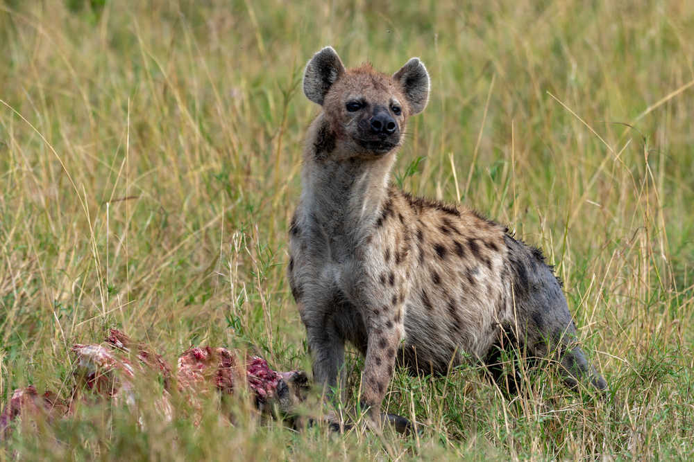 Hyène et sa carcasse dans le Serengeti
