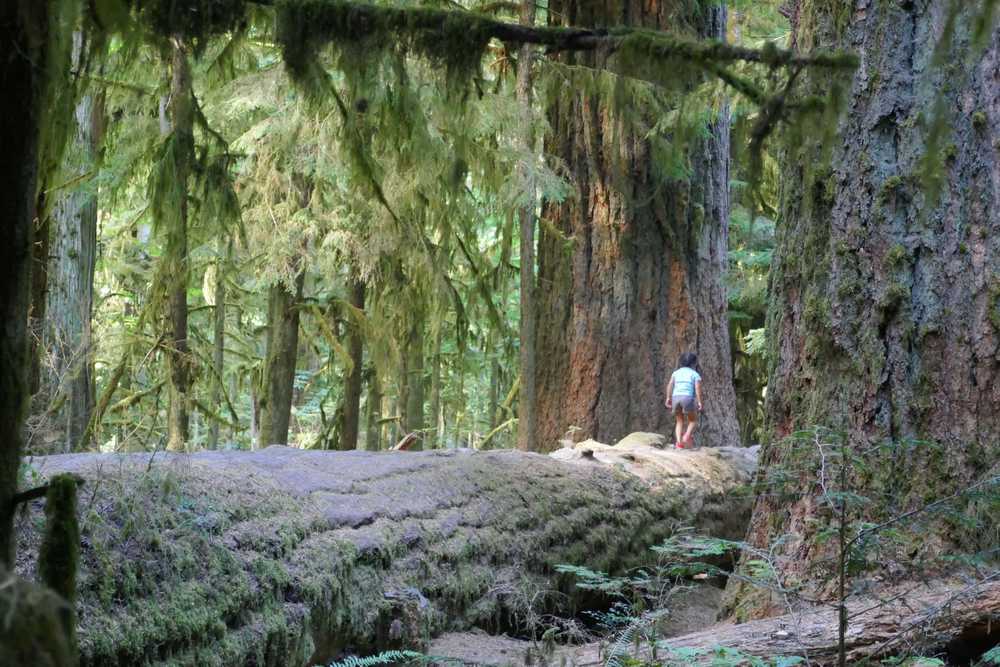 Immenses sapins de Douglas à Cathedral Grove sur l'île de Vancouver