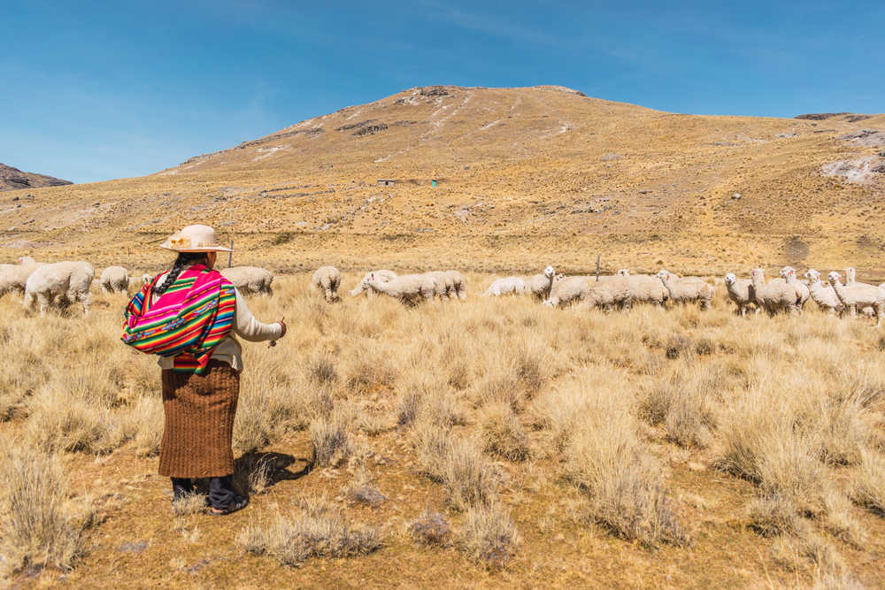 Indigène avec des alpagas dans les hauteurs de la sierra au Pérou dans la cordillère des andes