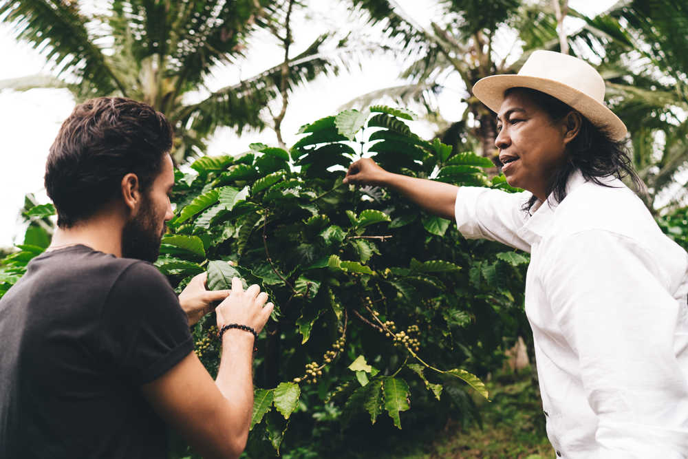 Indonésie plantations de café